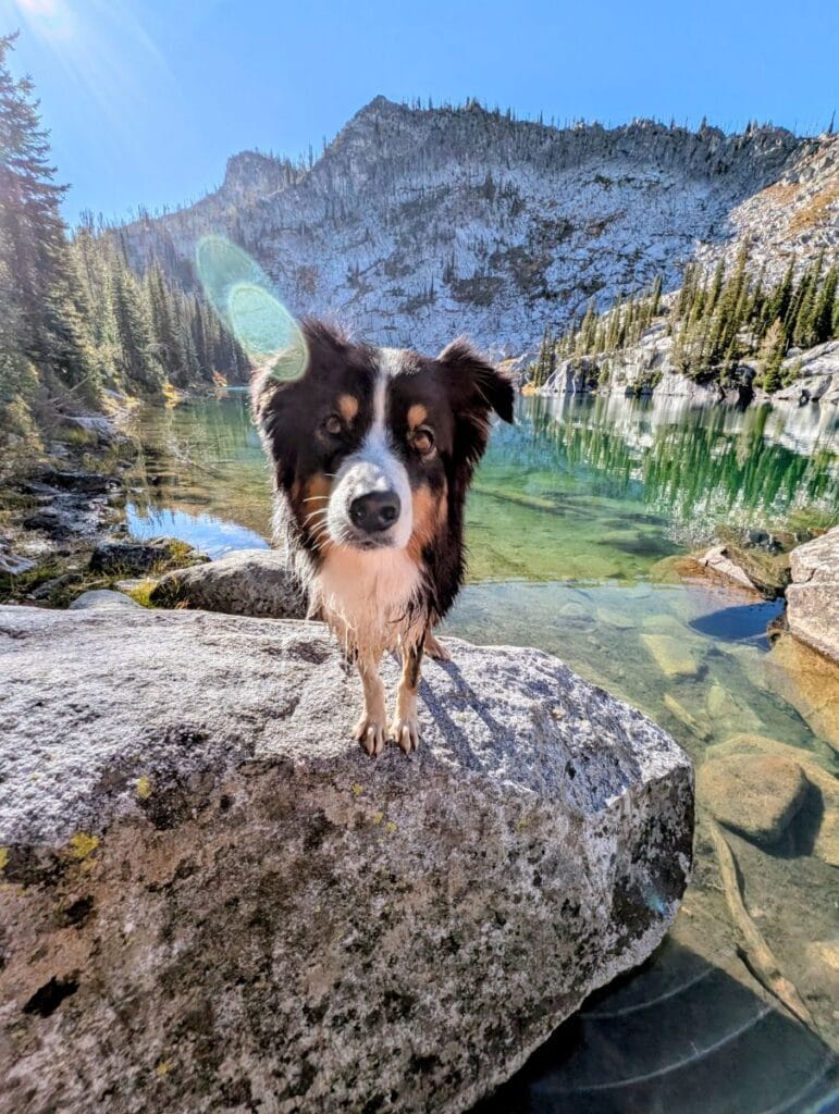 Dog at Cly Lakes in McCall Idaho