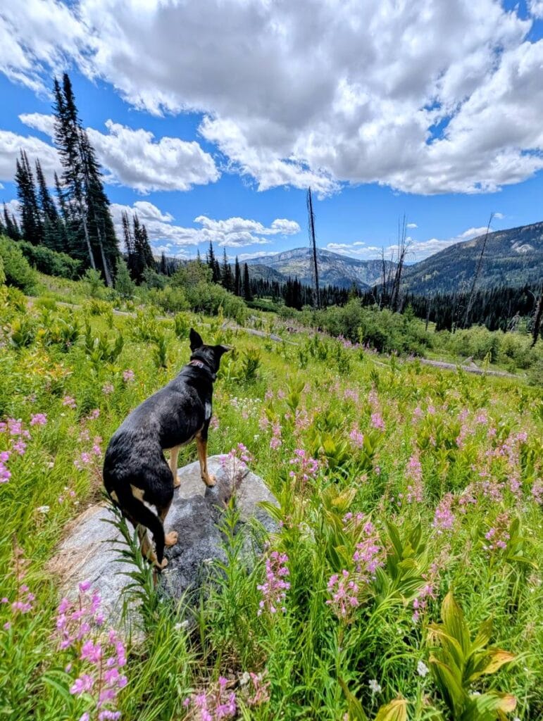 Hard Creek Trail in McCall Idaho Wildflowers