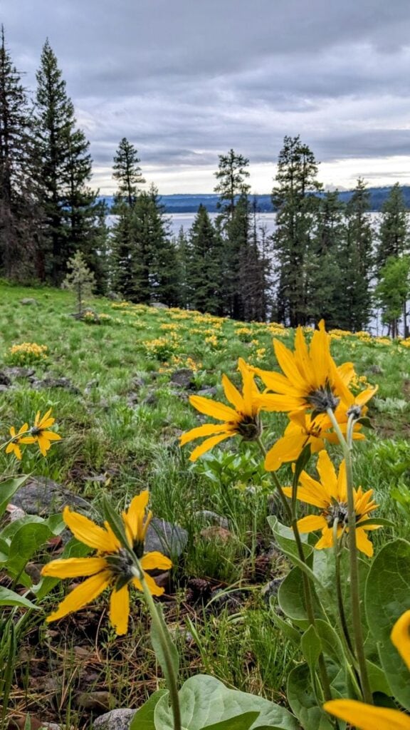 Ridgeline Trail at Ponderosa McCall Idaho Spring Flowers